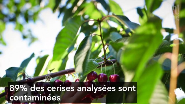 Fruits et légumes non bio : des pesticides retrouvés en grande quantité