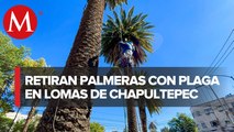 Sedema retira palmeras enfermas o con plagas de Lomas de Chapultepec en CdMx