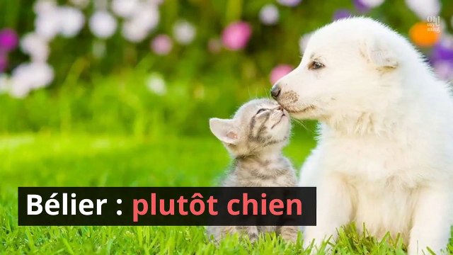 Astro : plutôt chat ou chien selon votre signe astrologique ?