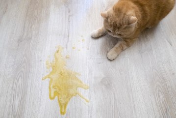 Chat : 5 astuces pour nettoyer les taches