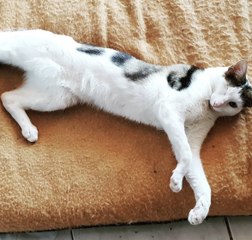 Ce chat a 4 oreilles et 1 seul oeil, mais il nous fait craquer