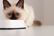 8 aliments que les chats ne doivent jamais manger !
