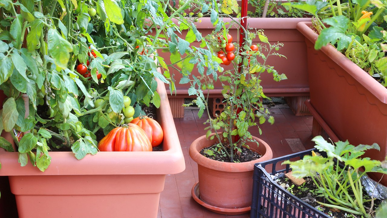 Balcon : ces plantes faciles à cultiver ! (VIDÉO)
