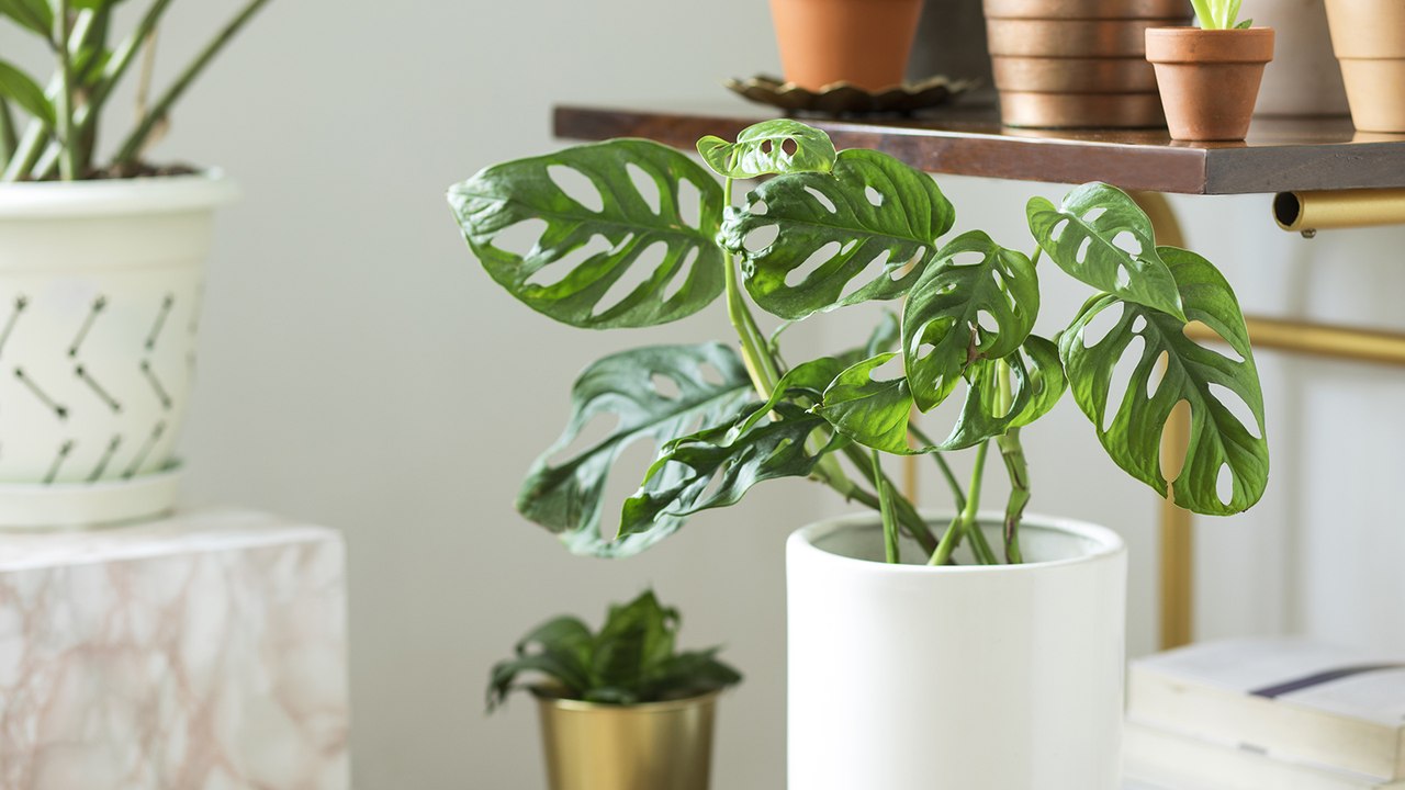 Les astuces pour garder ses plantes en vie pendant ses vacances !