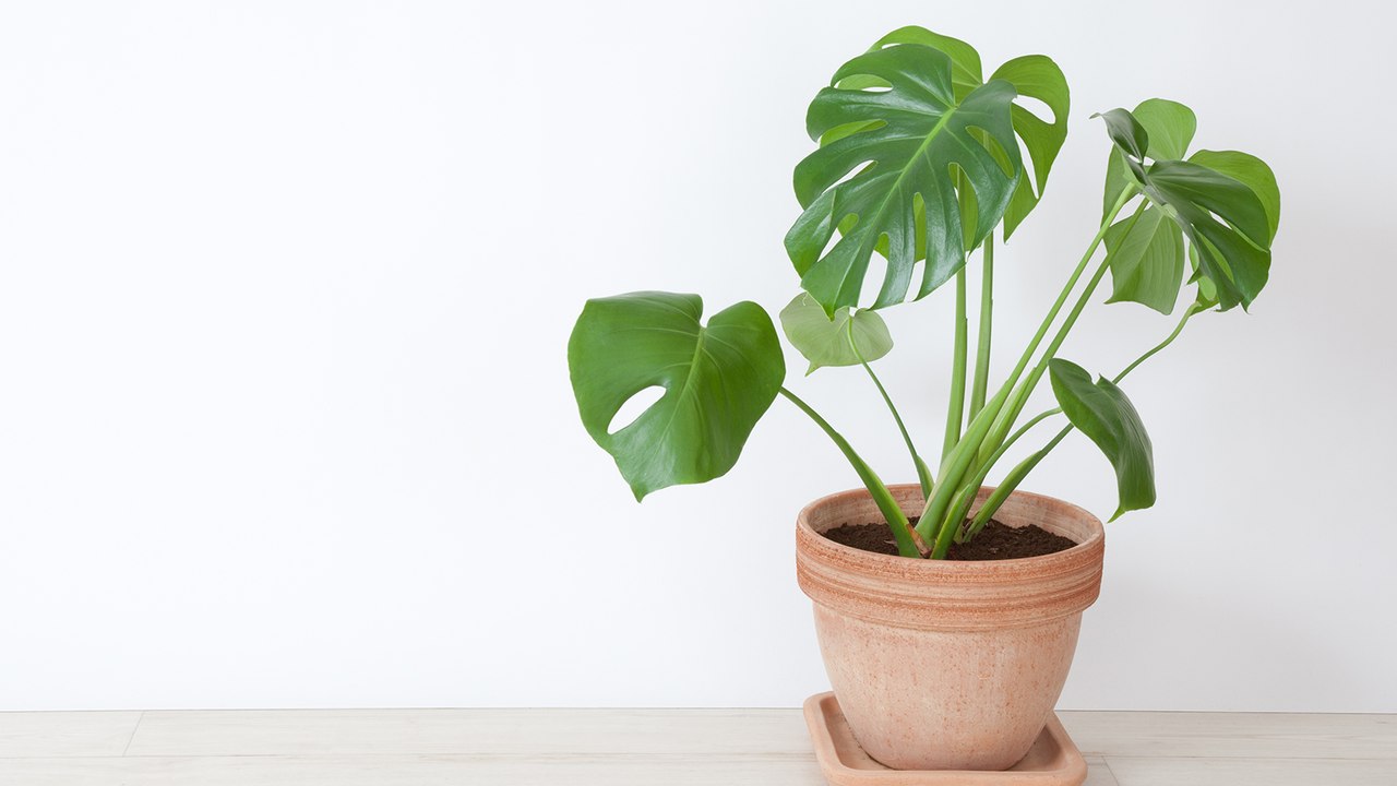 Plante : cette chose qu'il faut faire absolument pour entretenir ses végétaux