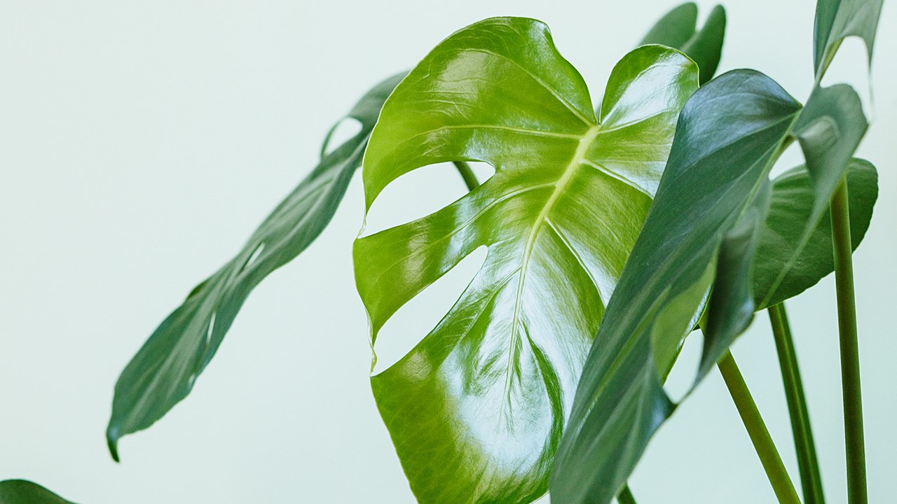 Plantes d'intérieur : ces astuces à appliquer au quotidien pour qu'elles soient en pleine forme !