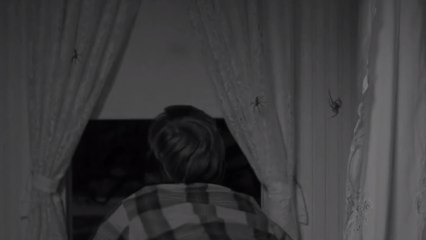 Les araignées sont de plus en plus agressives, mauvaise nouvelle pour les arachnophobes