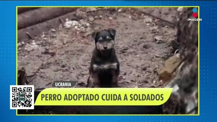 Soldados ucranianos encuentran a perrito y lo adoptan