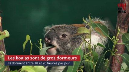 5 choses étonnantes à savoir sur les koalas