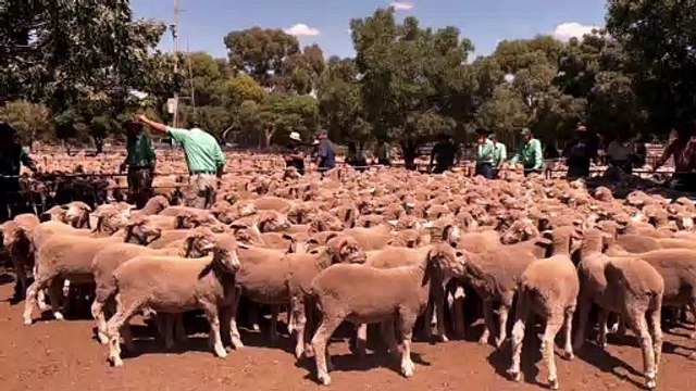 Nutrien Ag Solutions agent Shannon Jaeschke offers first pen at Jamestown market| March 3| Stock Journal