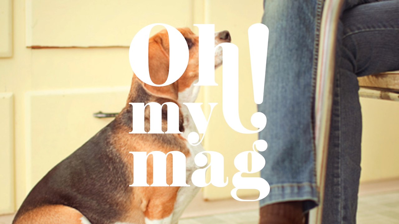 Que faire quand son chien est en surpoids et quels sont les risques ?