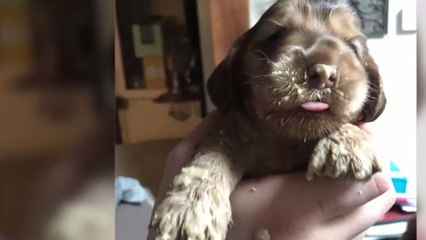 Le regard de cette petite chienne fait fondre les internautes