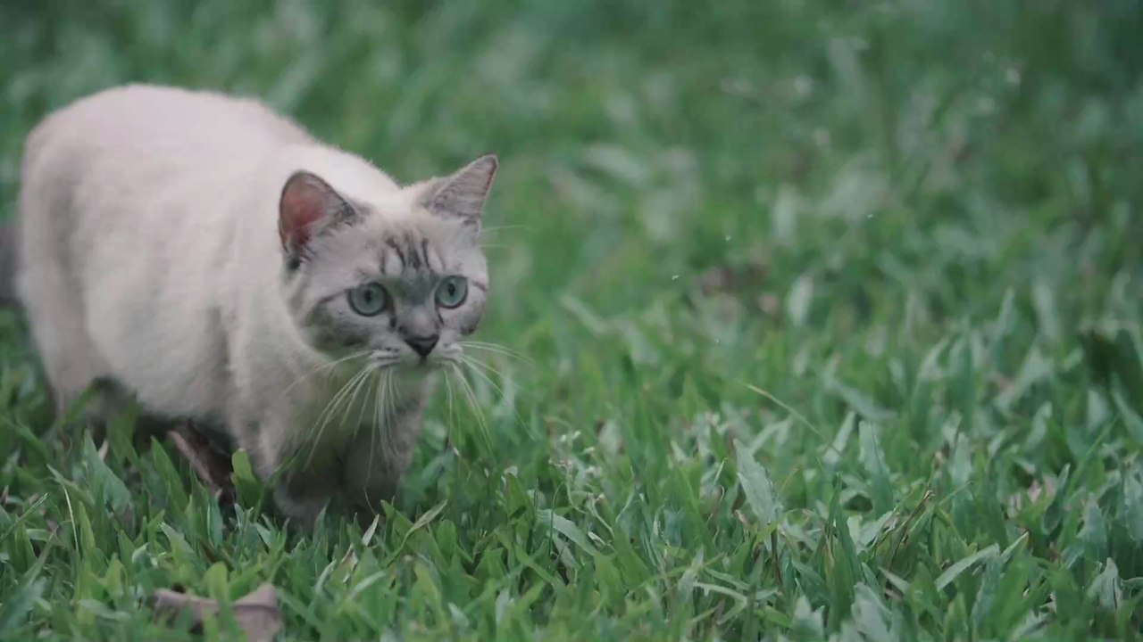 Chat non identifié vous risquez une grosse amende ! Vidéo Dailymotion