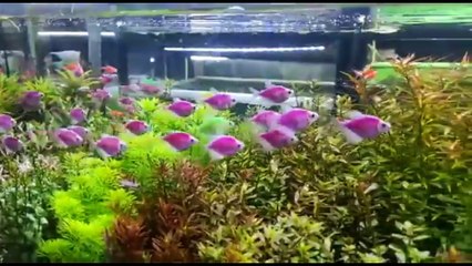 Ikan ikan cantik dan mengemaskan