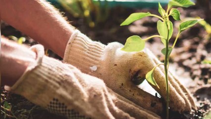 Comment avoir un jardin fleuri au printemps ?