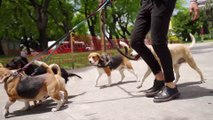 Coronavirus : quelles sont les conditions à respecter pour promener son chien ?