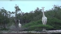 L'unique girafe blanche femelle et son petit ont été abattus par des braconniers dans leur réserve