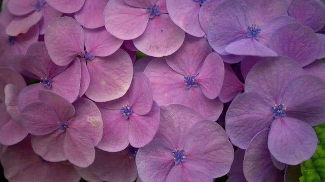 Comment tailler des hortensias ?