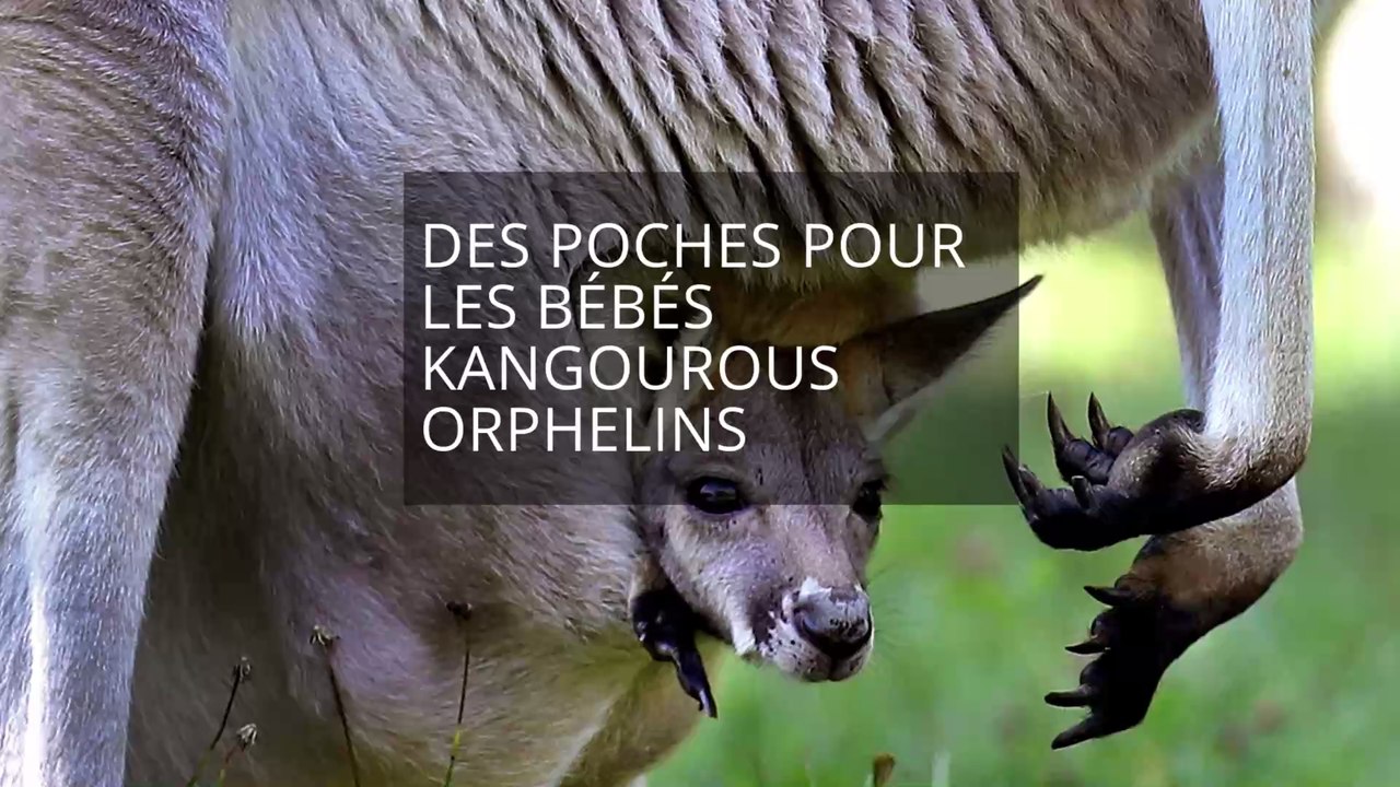 Feux en Australie : des couturières Françaises tricotent des poches pour les bébés kangourous