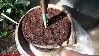 Como Trasplantar Arboles cuando Vienen sin Tierra (Bare Root)