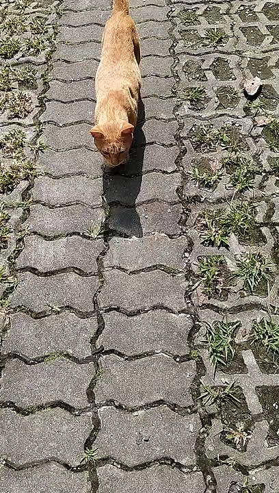 Cat I Met