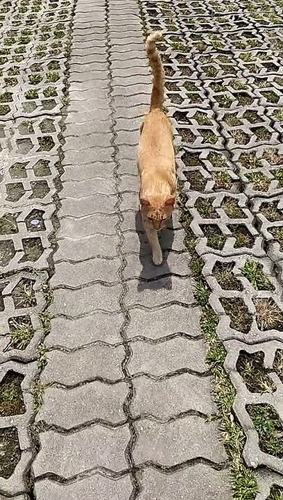 Cat I Met
