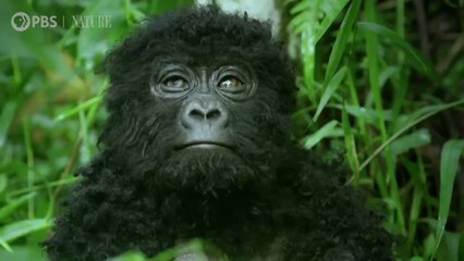 Ces cadreurs filment des gorilles qui chantent en mangeant (VIDEO)