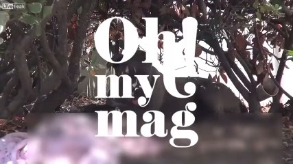 Depuis son sauvetage, la vie de ce chien errant a totalement changé !