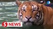 Malayan tiger faces oblivion without concerted action