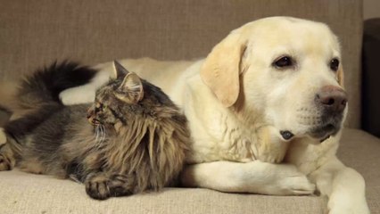 Coronavirus : Les animaux peuvent-ils vous contaminer ?