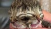 Chaton Janus : un cas de naissance rare d'un chaton à deux visages aux États-Unis