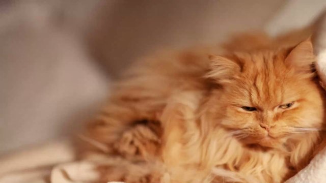 Chats : 5 races magnifiques à poils longs