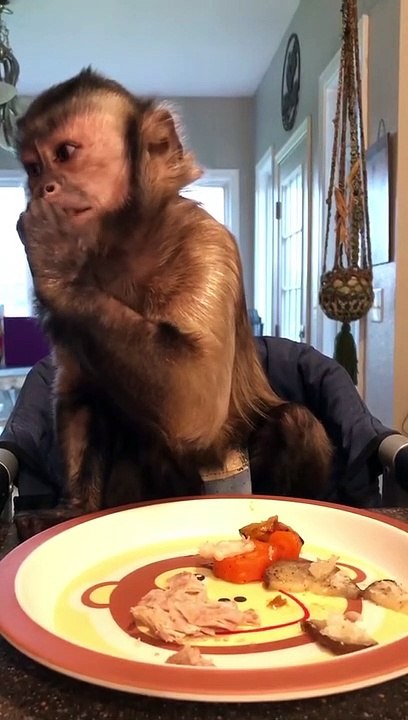 Dinnnner! In my new booster seat from one of my awesome fans!!!!! Thank you Also my new plate set from the Flick Family! Thank you Ann Flick