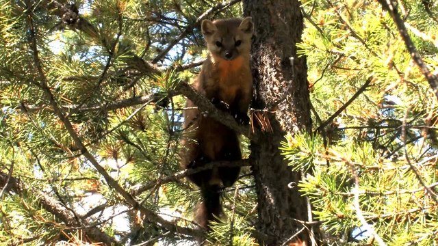 Coronavirus : aux Pays-Bas, plus de 10 000 visons vont être abattus