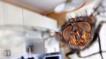 Comment se débarrasser des moucherons dans la cuisine ?