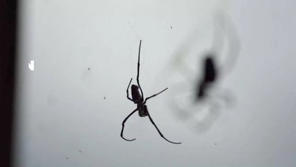 Il risque l'amputation après une morsure d'araignée