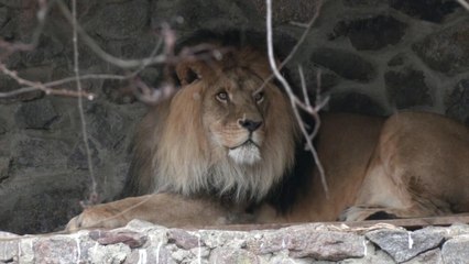 Zookeepers fight to keep animals safe at Kyiv zoo as Russian invasion of Ukraine continues
