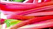 Rhubarbe : 5 bienfaits insoupçonnés de ce fruit