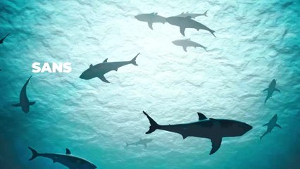 Requin : un requin sans peau découvert dans la méditerranée