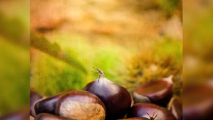 Crème de marrons : la recette facile pour la faire à la maison