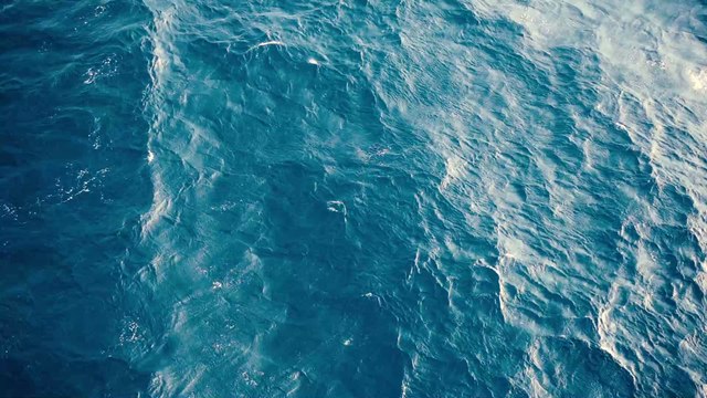 Insolite : un poisson avec des lèvres et des dents humaines affole la Toile ! (PHOTO)