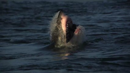 La saut de ce requin blanc va vous impressionner