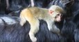 Sciences : des chercheurs conçoivent des embryons mi-homme, mi-singe