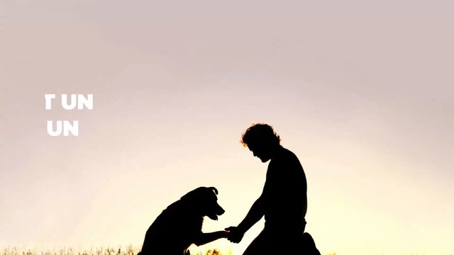 Ces hommes sauvent un chien de la mort et font une incroyable découverte !