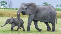 Insolite : un troupeau d’éléphants s’échappe d’une réserve naturelle et sème la panique