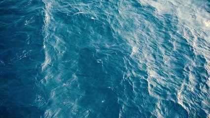 Insolite : un parasite mangeur de langue découvert dans une bouche de poisson