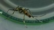 Moustiques tigres : des cas de dengue détectés en France, faut-il s'inquiéter ?