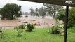 Cows stuck in floodwaters swim to safety in Northern Rivers, NSW | March 5, 2022 | ACM
