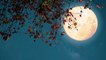 Pleine Lune : la pleine lune "bleue" prévue pour le 31 octobre