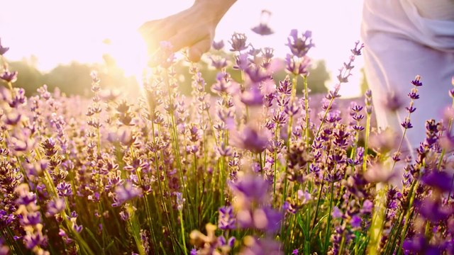 Lavande et Lavandin : Quelles différences ?